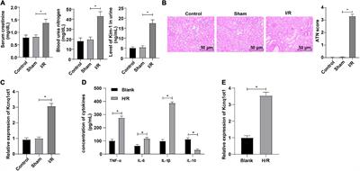 Silencing Long Non-coding RNA Kcnq1ot1 Limits Acute Kidney Injury by Promoting miR-204-5p and Blocking the Activation of NLRP3 Inflammasome